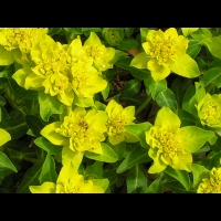 Euphorbia brittingeri (fam Euphorbiacees) (Europe) (4)